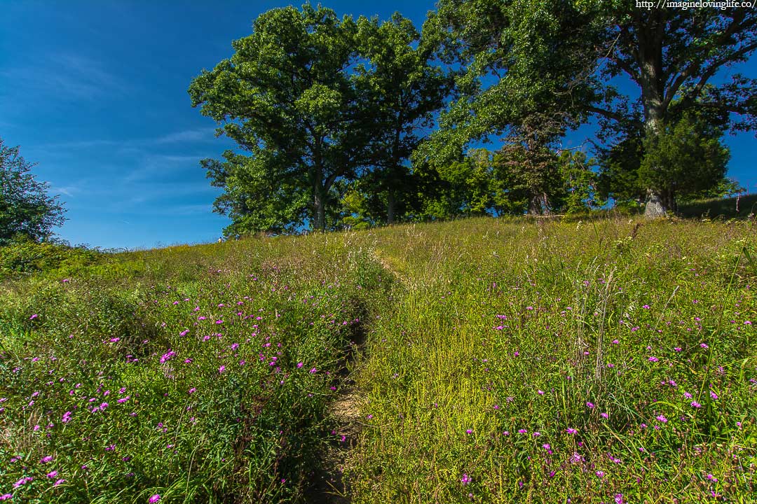 garden of wildflowers